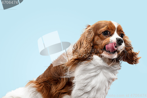 Image of Spaniel is sitting on the blue background