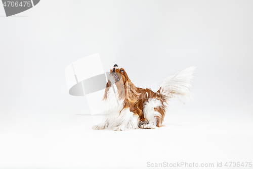 Image of Spaniel is playing on the white background