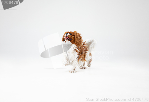 Image of Spaniel is playing on the white background