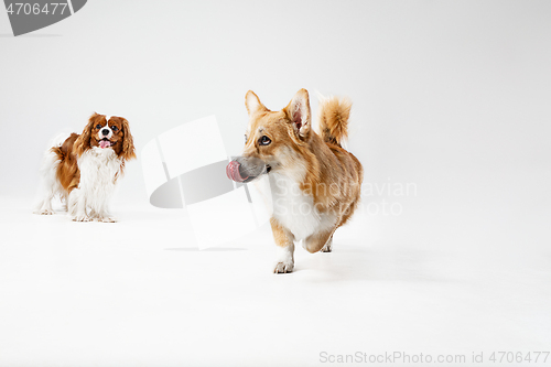 Image of Spaniel is playing on the white background