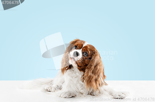 Image of Spaniel is sitting on the blue background