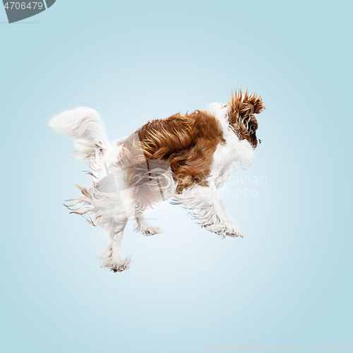 Image of Spaniel is sitting on the blue background