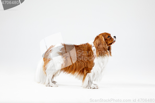 Image of Spaniel is playing on the white background