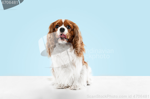 Image of Spaniel is sitting on the blue background