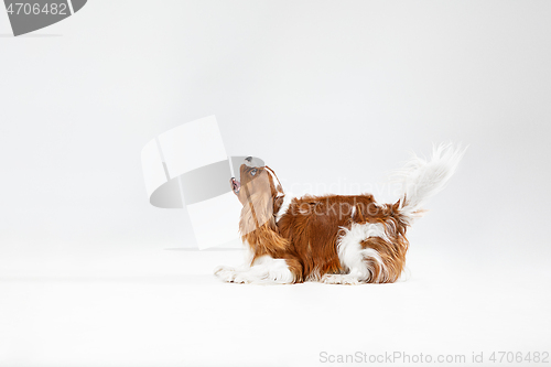 Image of Spaniel is playing on the white background