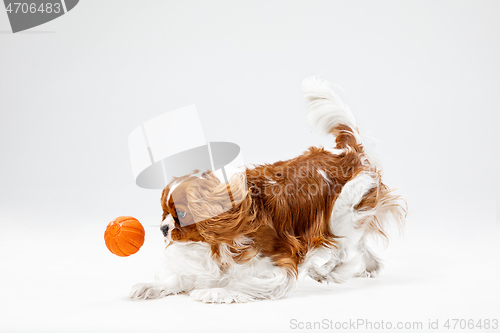 Image of Spaniel is playing on the white background