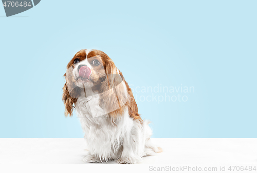 Image of Spaniel is sitting on the blue background