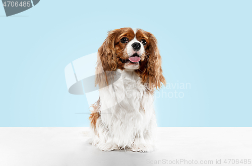 Image of Spaniel is sitting on the blue background