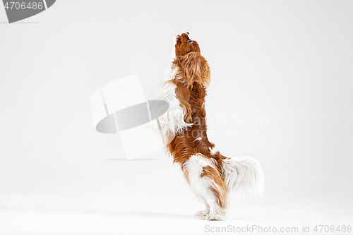 Image of Spaniel is playing on the white background