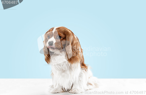 Image of Spaniel is sitting on the blue background