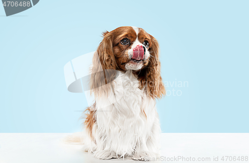 Image of Spaniel is sitting on the blue background