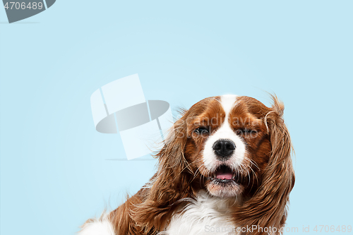 Image of Spaniel is sitting on the blue background