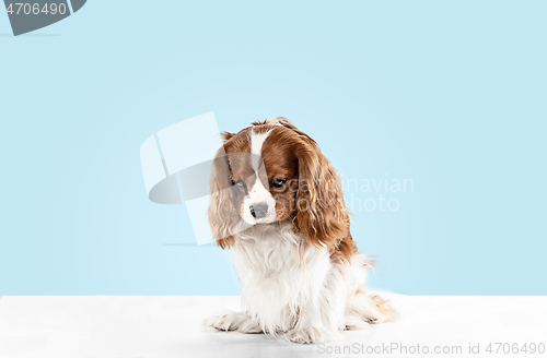 Image of Spaniel is sitting on the blue background