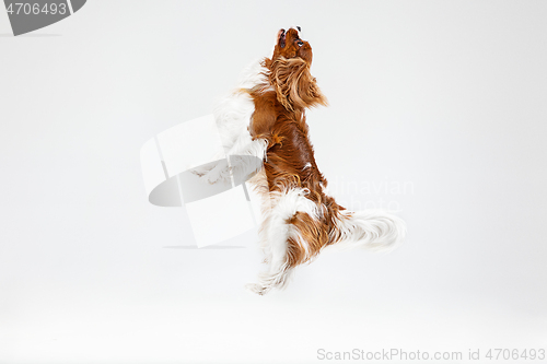 Image of Spaniel is playing on the white background