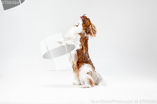 Image of Spaniel is playing on the white background