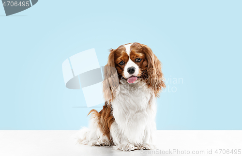 Image of Spaniel is sitting on the blue background