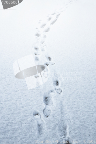 Image of Footprints on Thin Snow-Covered Ice