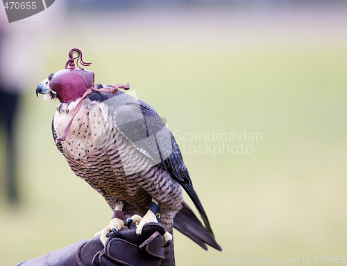 Image of A Hooded Falcon