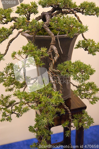 Image of Bonsai