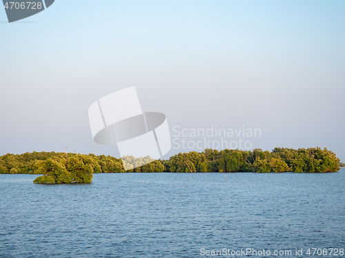 Image of Mangrove forest in Thailand