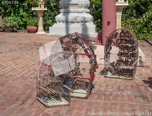 Image of Wat in cages ate Wat Phnom, Phnom Penh