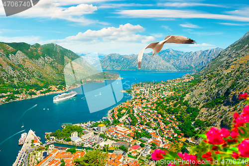 Image of Seagull and bay of Kotor