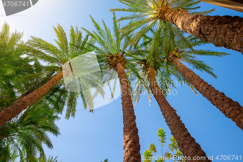 Image of Tall palm trees