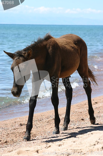 Image of foal on the beach