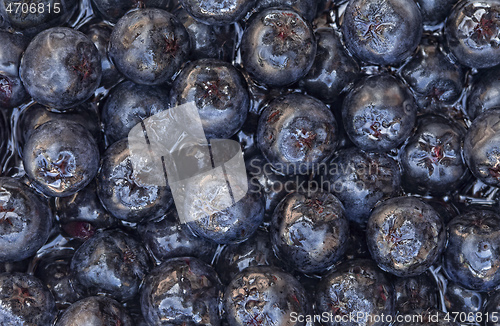 Image of Aronia Melanocarpa Background