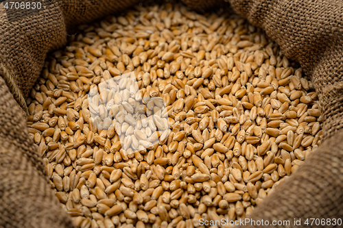 Image of Wheat grain in sack