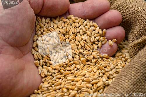 Image of Hand with wheat grain