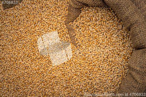 Image of Wheat grain in sack