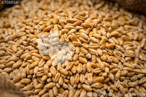 Image of Wheat grain in sack