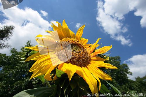 Image of Sunflower