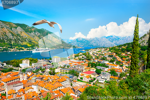 Image of Seagull and bay of Kotor
