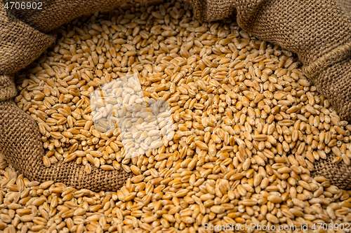 Image of Wheat grain in sack