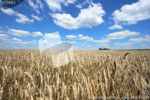 Image of Harvest time