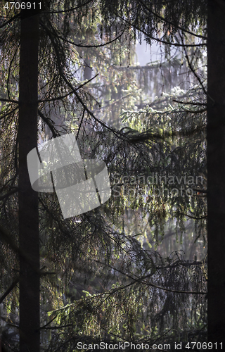 Image of View into the branches of trees, coniferous trees