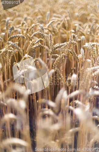 Image of Ripe ears of  cereal plants in a field