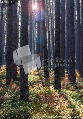 Image of Forest in late summer with backlight and lens flare