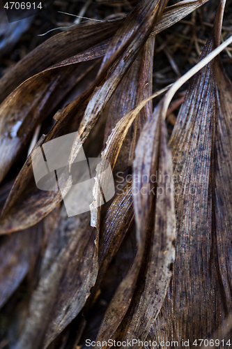 Image of Dry leaves of lilies of the valley in late summer