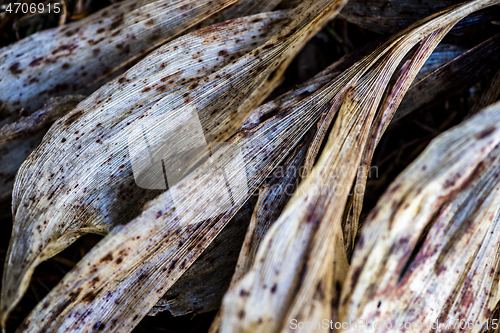 Image of Dry leaves of lilies of the valley in late summer