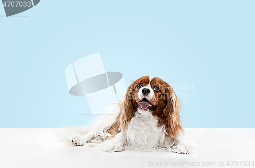 Image of Spaniel is sitting on the blue background