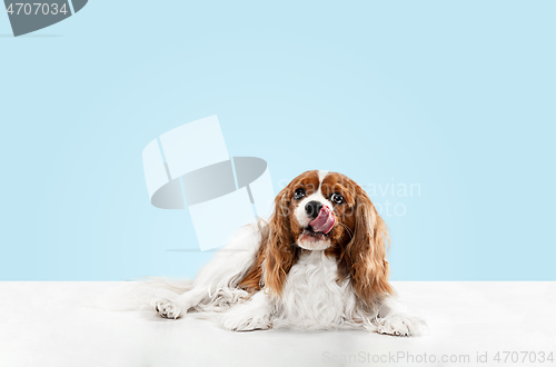 Image of Spaniel is sitting on the blue background