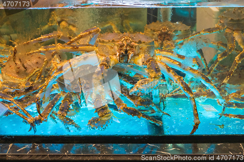 Image of Crabs in Tank