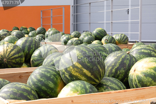 Image of Big Watermelons