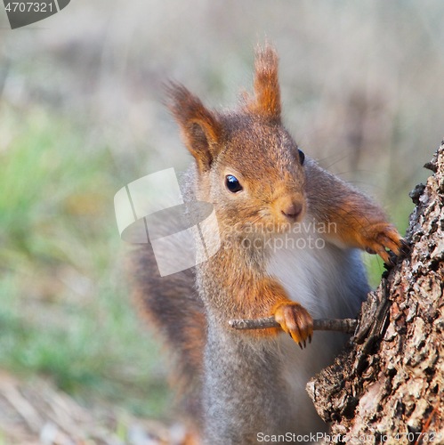 Image of squirrel