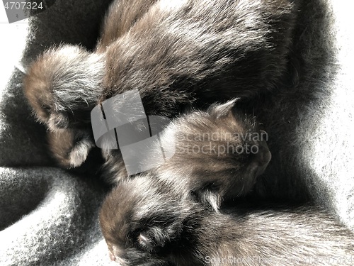 Image of Newborn Kittens