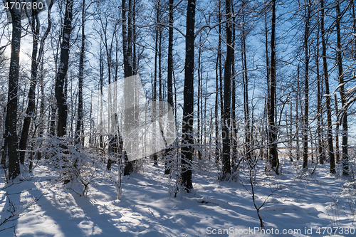 Image of Bright snowy forest