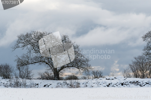 Image of Mighty old oak tree